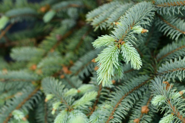 7G Baby Blue Spruce - XMASPICEABBBLUE7