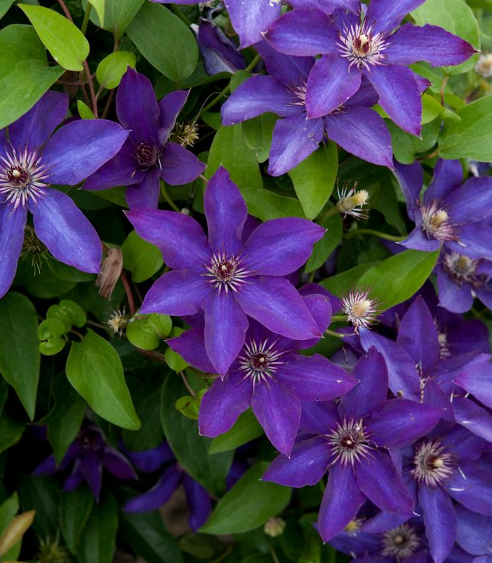 8" Clematis 'The President' - 1020594