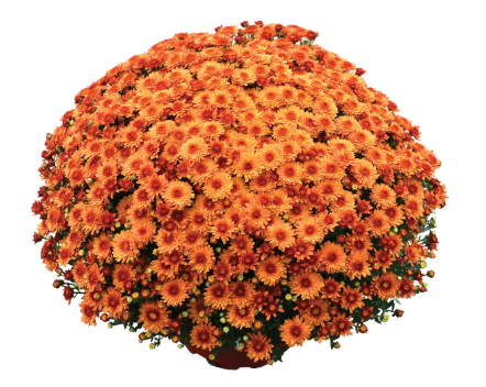 9" Mum - Beverly Orange
