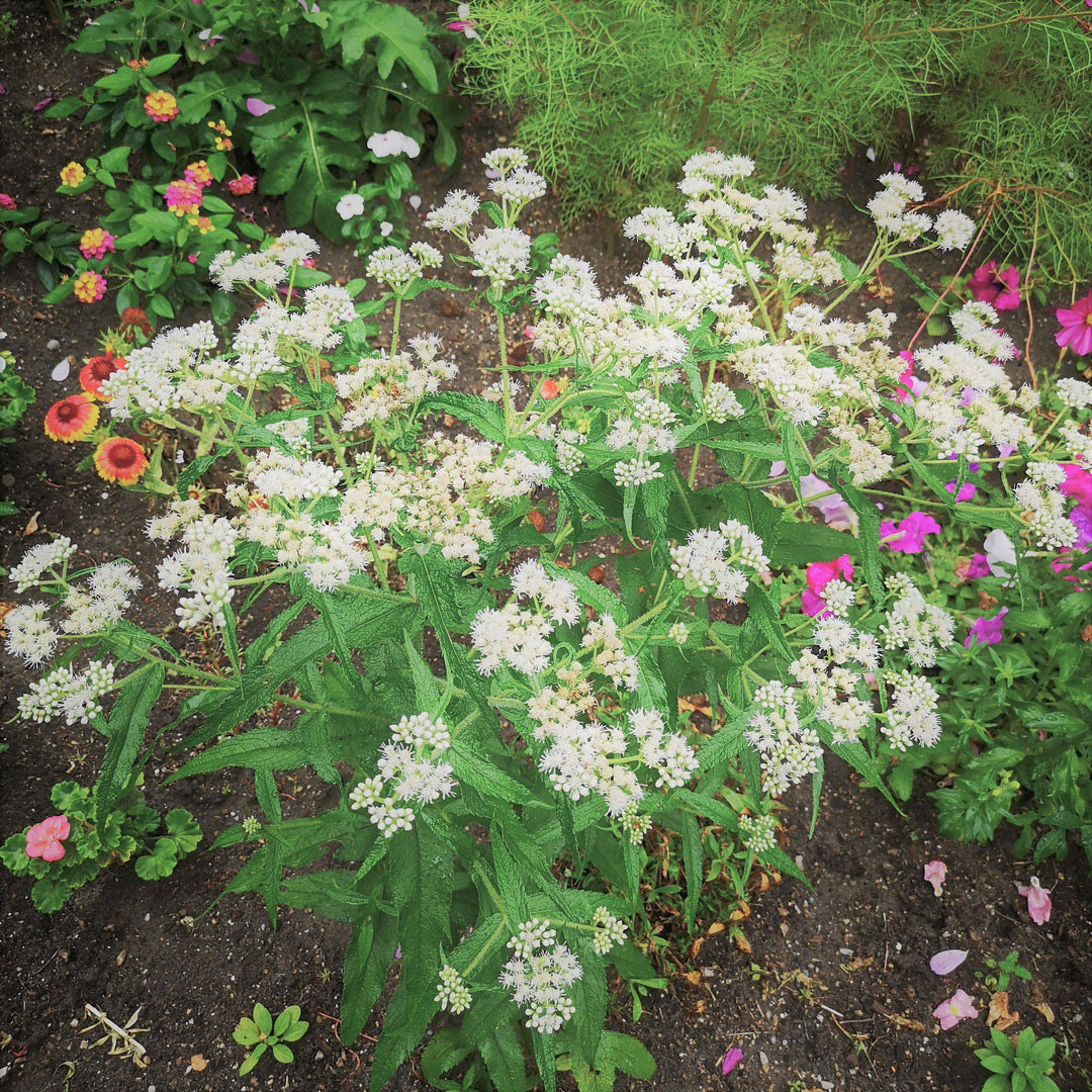 Eupatorium perfoliatum  - American Boneset