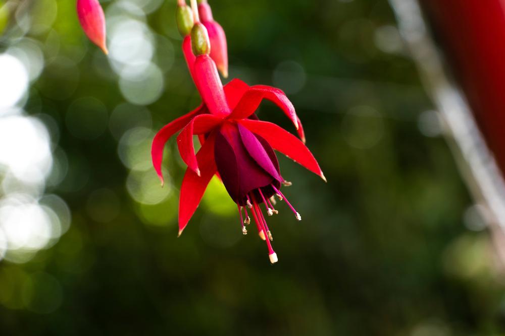 10" HB Fuchsia Hanging Basket - Marinka