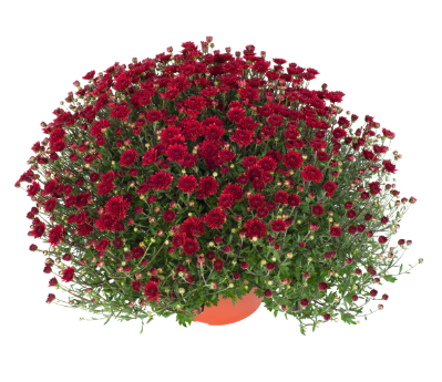 9" Mum - Mila Red