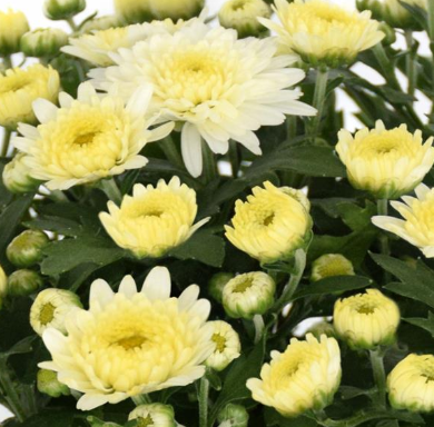 12" TP Mum Patio Pot - Soul Sister White