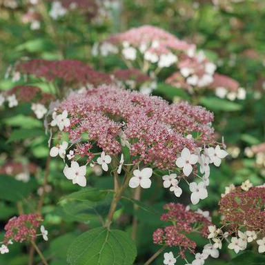 3G Hydrangea Arborescens 'Pinky Pollen Ring' - Smooth Hydrangea - 1013093