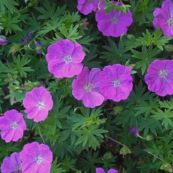 2G GERANIUM SANGUINEUM 'New Hampshire Purple' (Cranesbill, Perennial Geranium)