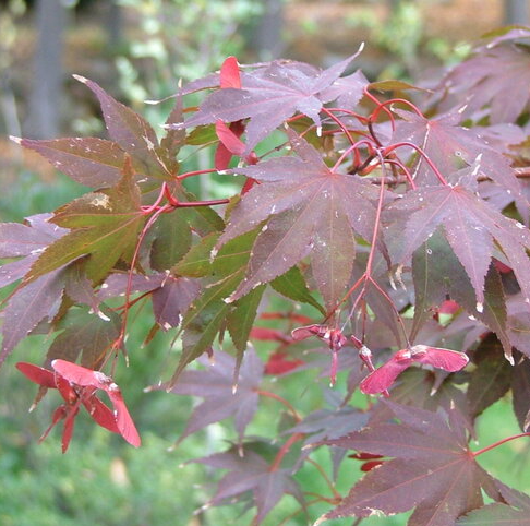 2G Acer Palmatum 'Samurai Sword' - Japanese Maple - 1012576