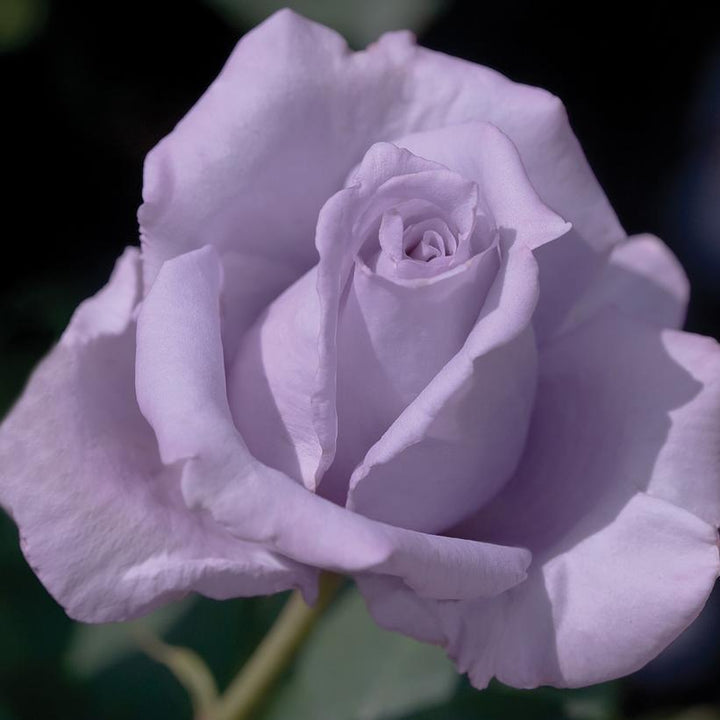 3G Rosa 'Blue Girl' Blue Girl Hybrid Tea Rose 1002823