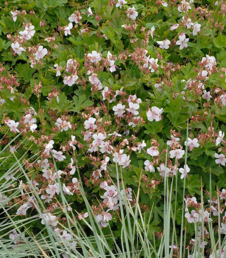 3" Geranium cantabrigiense 'Biokova' Dwarf Cranesbill Geranium 1004667