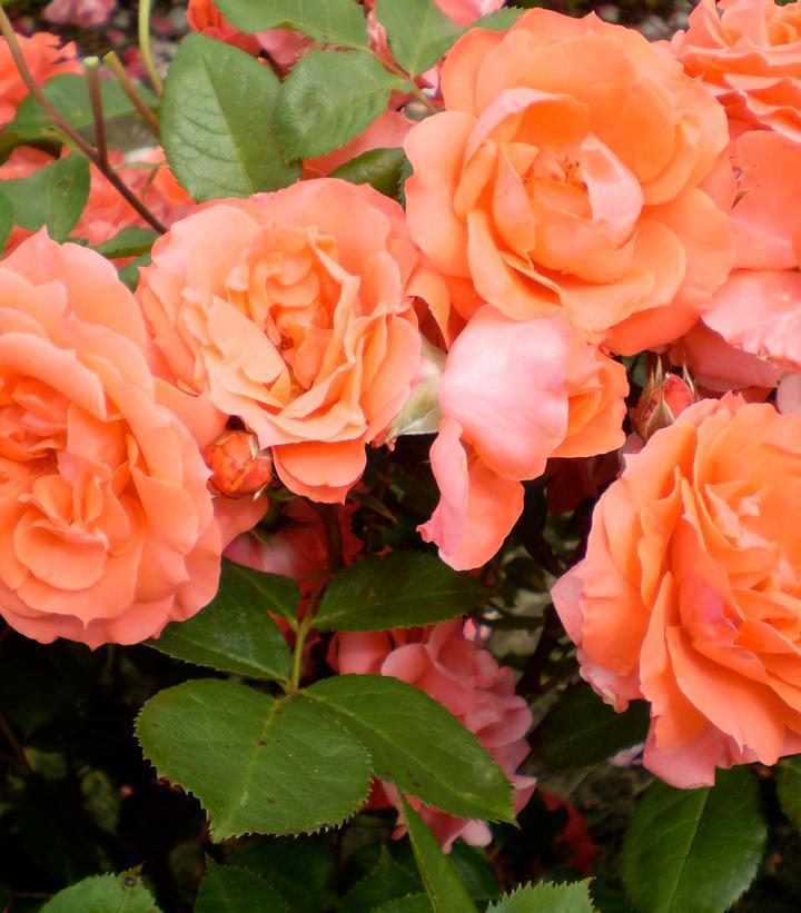 3G Rosa 'Love and Peace' - Rose Bush - 1015264