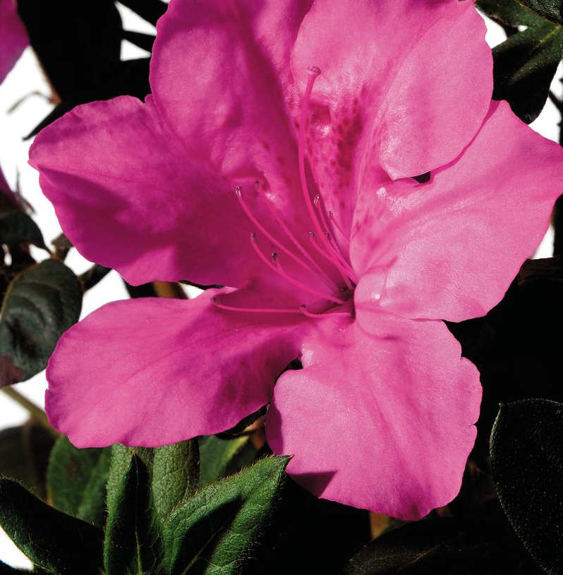 3G' Azalea Encore 'Autumn Sangria' - 1005624