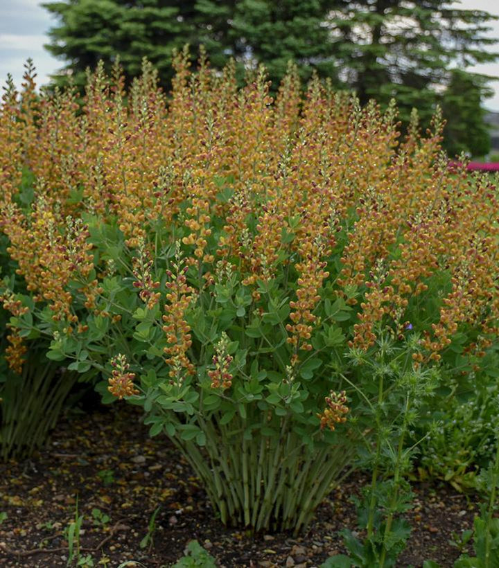 1G Baptisia hybrid Decadence® 'Cherries Jubilee' Cherry Jubilee False Indigo: Patent PP23,907