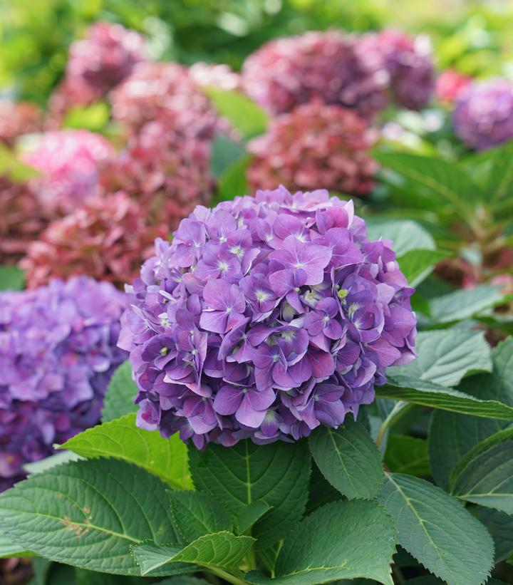 3G Hydrangea x 'Let's Dance ¡Arriba!' ('SMNHSC') Let's Dance ¡Arriba!® Bigleaf Hydrangea: Patent PP33206 1013473