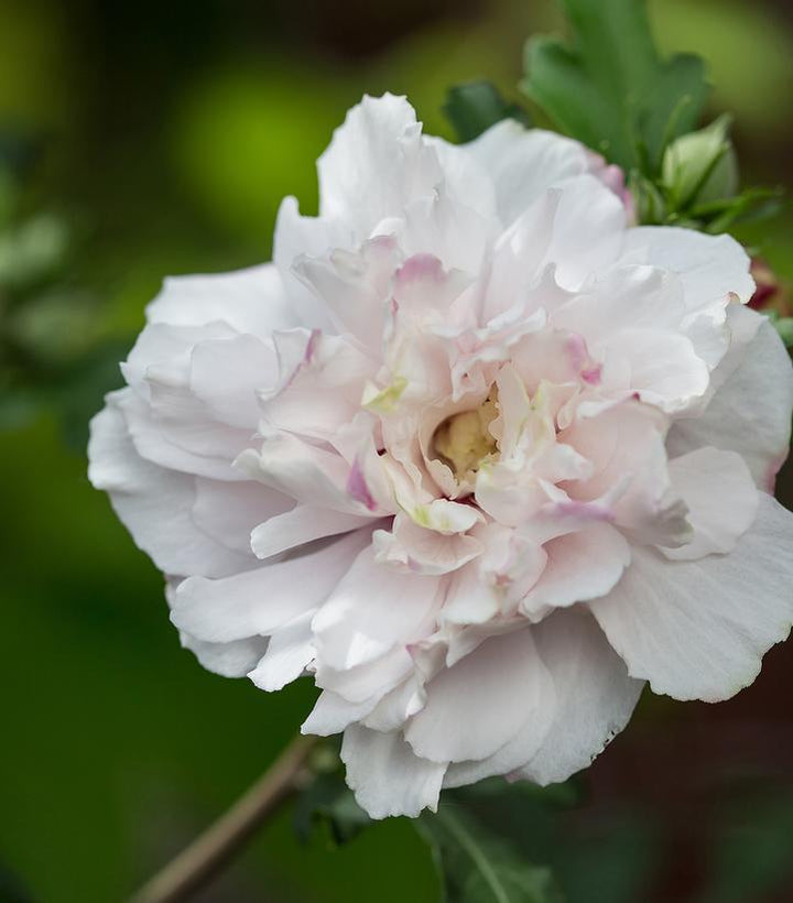 3G Hibiscus Syriacus French Cabaret 'Blush' - Rose of Sharon - 1013725