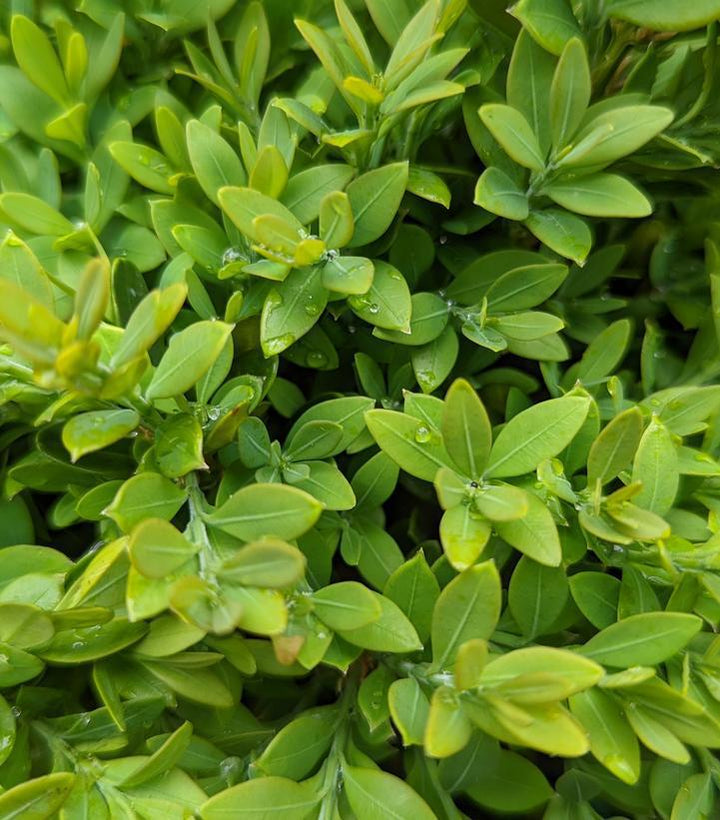 3G Buxus microphylla var. japonica 'Green Gem' Green Gem Boxwood 1000468