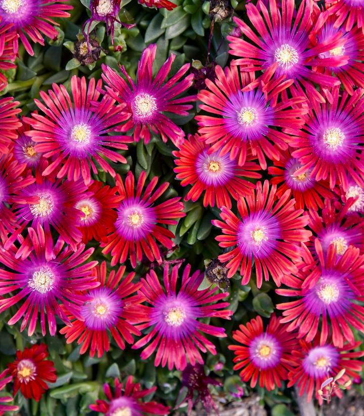 1G PW Delosperma x Kaleidoscope 'Razzle Dazzle' - Hardy Ice Plant - 1021269