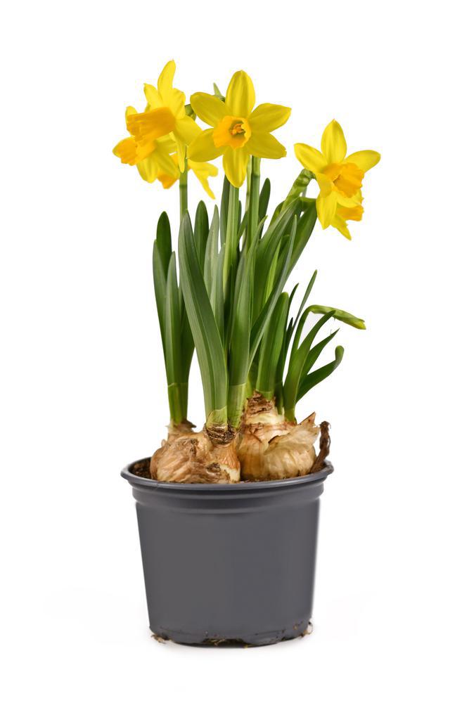 8" Daffodil
