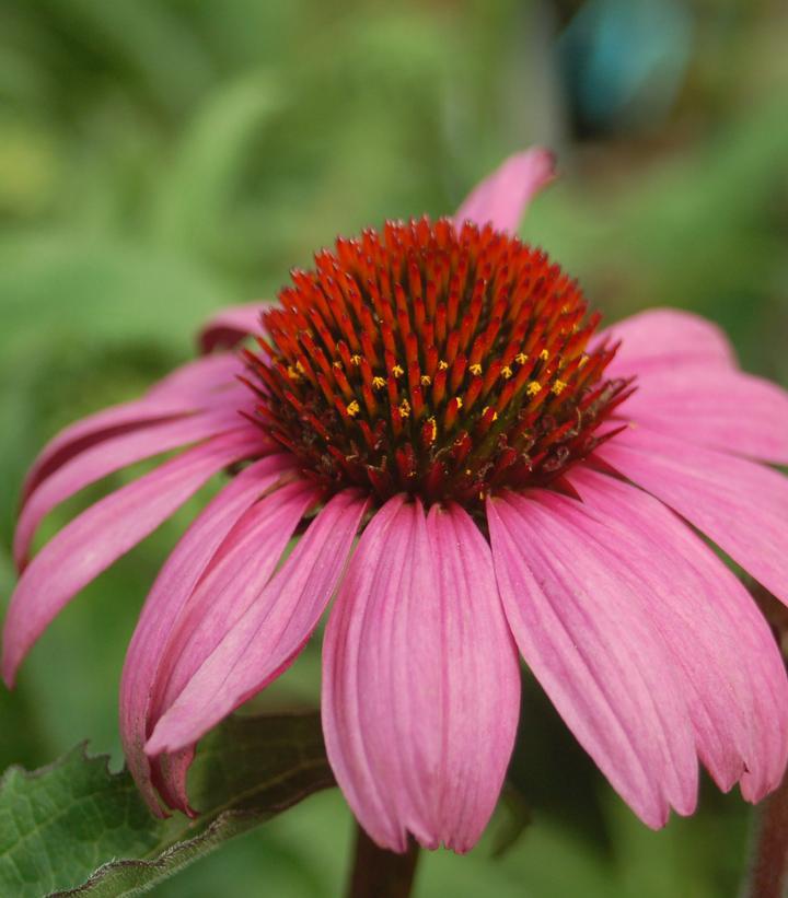 1G Echinacea Purpurea 'Magnus' - Purple Coneflower - 1000368
