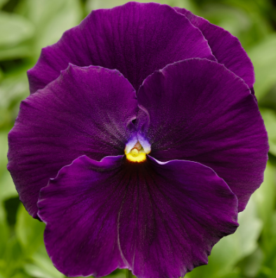 804 Pansy - Delta Pro Clear Violet