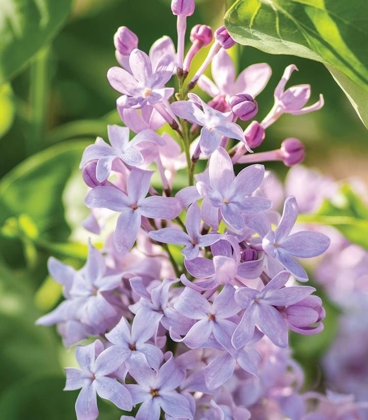 3G Syringa Vulgaris New Age  'Lavender' - Lilac - 1013100