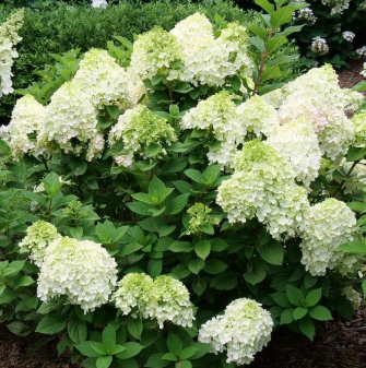 3G Hydrangea Paniculata 'Little Lime Punch' - 1014989