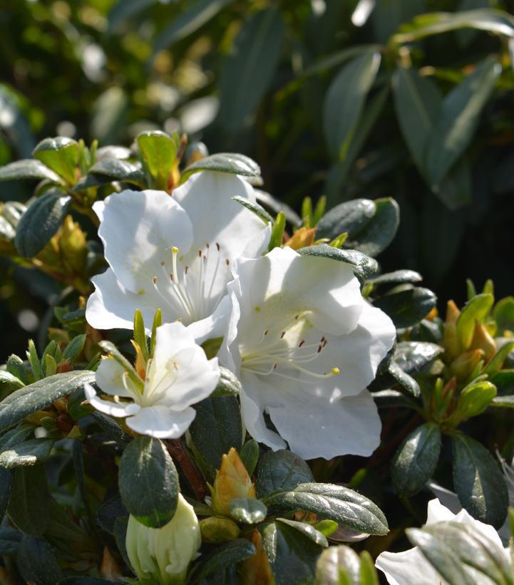 3G Azalea 'Girard's Pleasant White' (evergreen) - 1000204