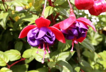 10" HB Fuchsia Hanging Basket - Dark Eyes
