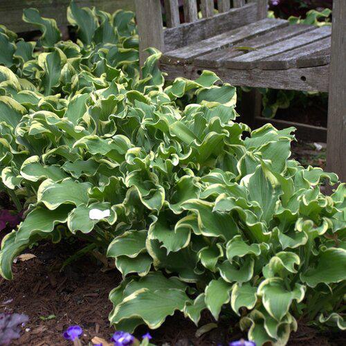 PW® Shadowland® Wheee! Hosta