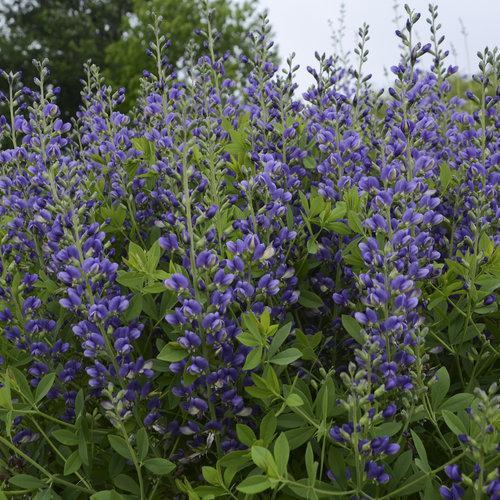 Decadence® Blueberry Sundae False Indigo