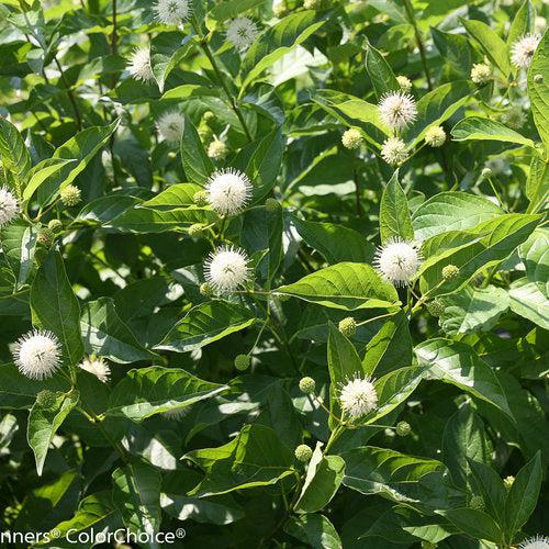 Sugar Shack® Buttonbush