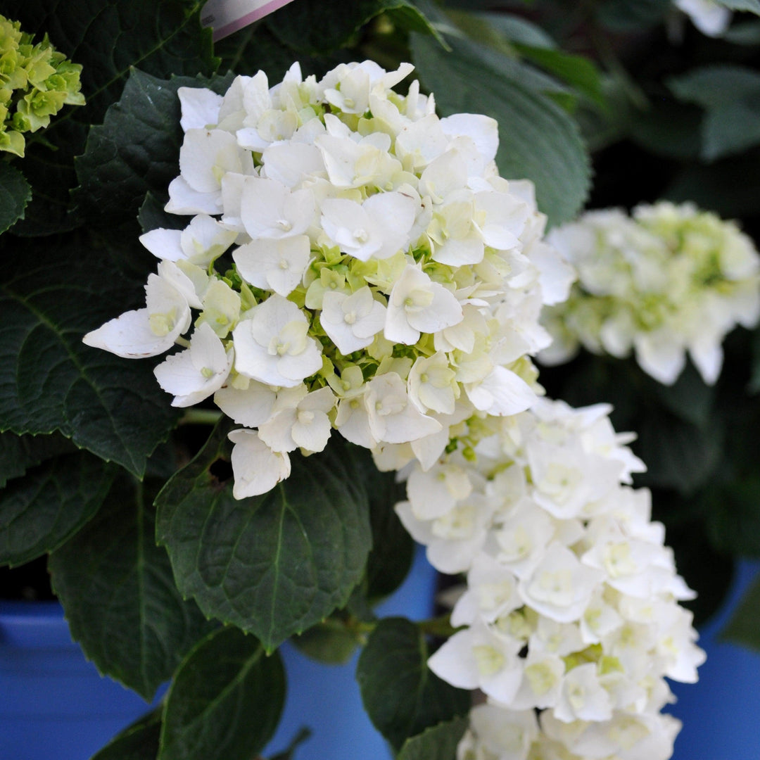 Endless Summer® Blushing Bride® Hydrangea