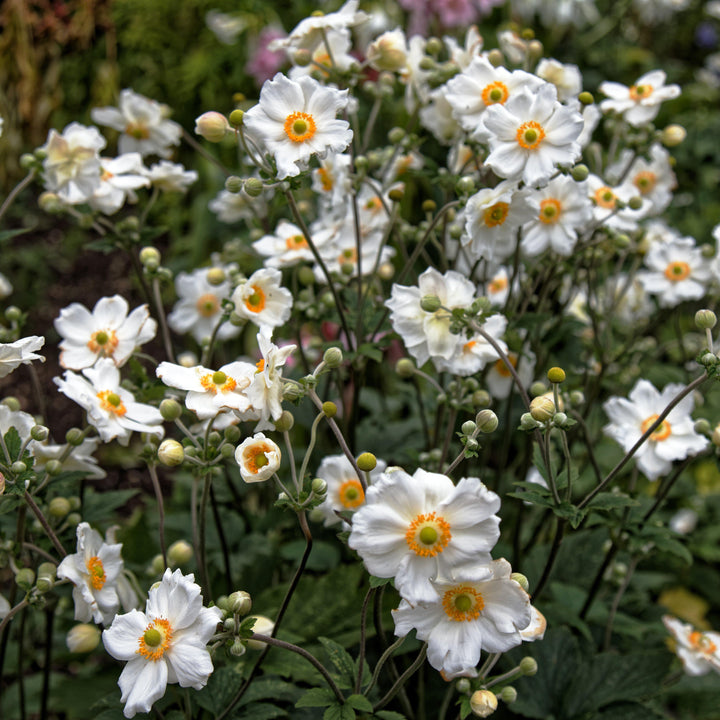 Honorine Jobert Anemone