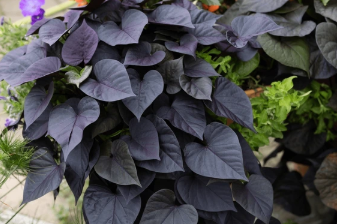 306 Ipomoea Black Sweet Potato Vine