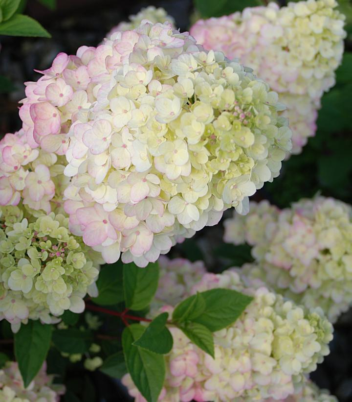 5G Hydrangea Paniculata 'Strawberry Sundae' - Rensun - 1007939