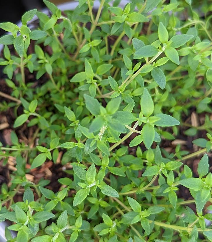 1G Thymus Vulgaris - English Thyme - 1001310