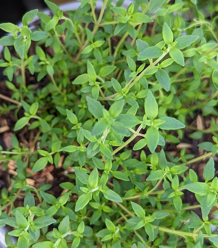 1G Thymus Vulgaris - English Thyme - 1001310