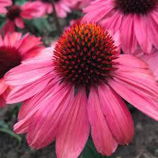 1G Echinacea Eye-Catcher 'Coral Craze' - Coneflower - 1011650