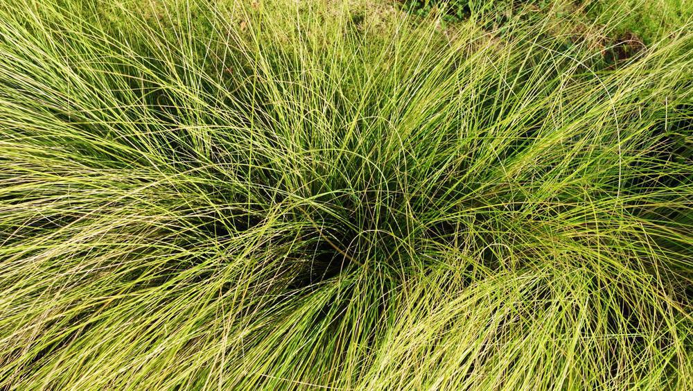 1G Carex Pensylvanica - Pennsylvania Sedge - 1003419