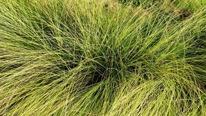 1G Carex Pensylvanica - Pennsylvania Sedge - 1003419