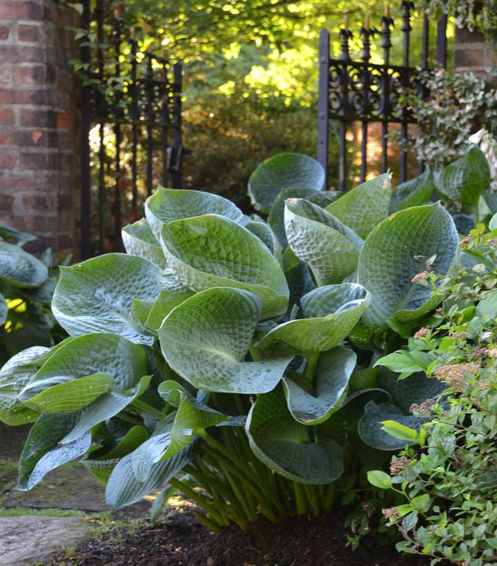 1G Hosta 'Abiqua Drinking Gourd' - 1015328
