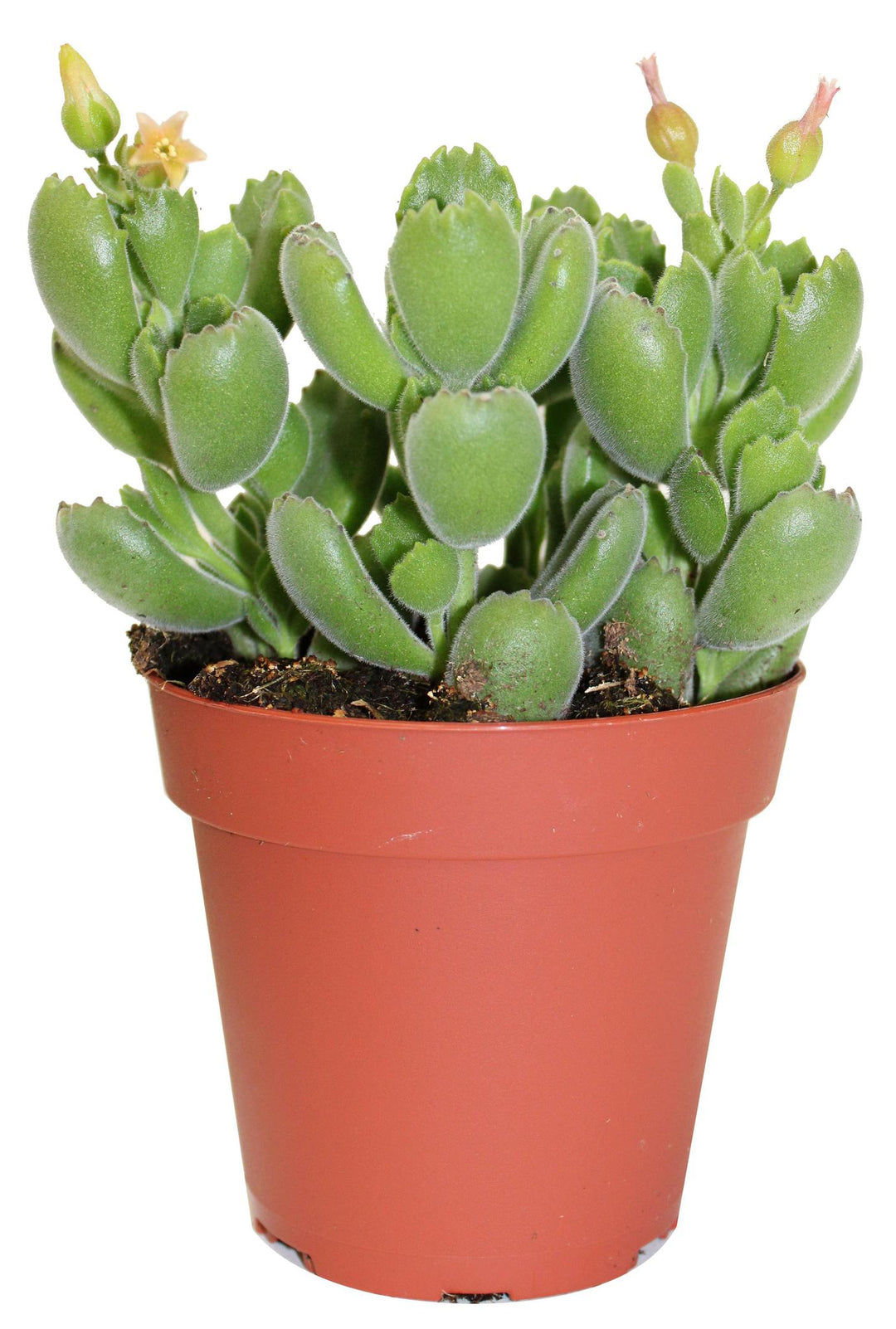 3.5" Cotyledon Ladismithiensis (Bear Paw) G5784