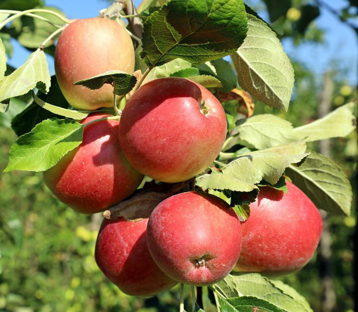 7G Malus 'Fuji' - Apple Tree - 1001634