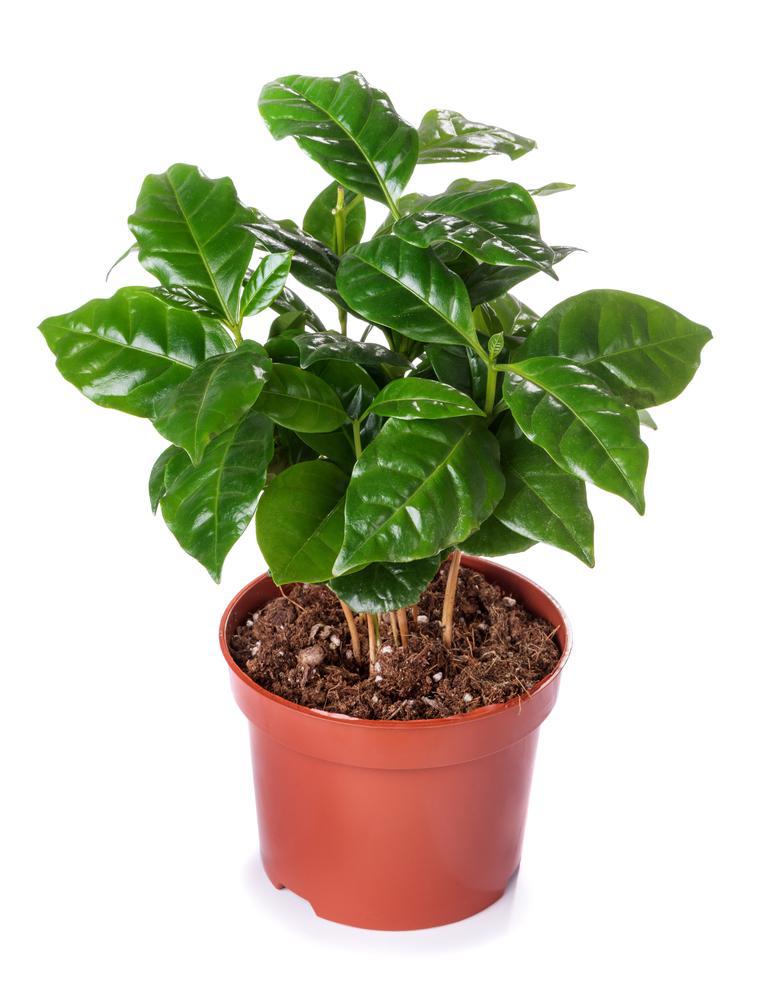 4" Coffee Plant