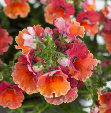 4.5" Nemesia