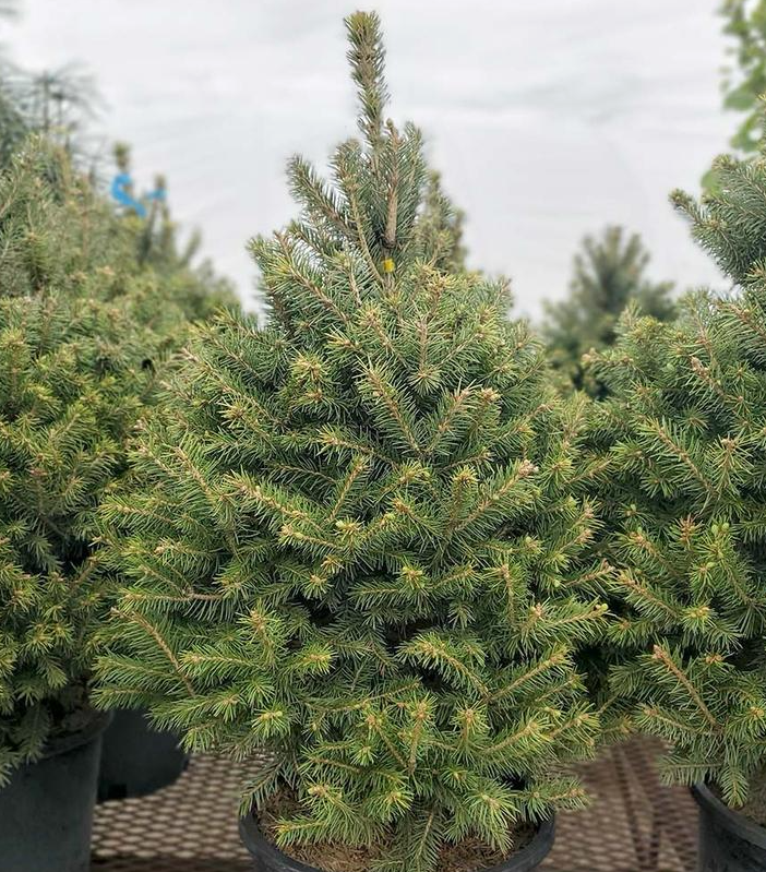 7G Picea Pungens 'Sester Dwarf' - Blue Spruce - 1021755