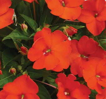 11" HB Sunpatiens Hanging Basket - Compact Electric Orange