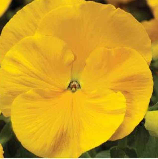 5.5" Pansy - Spring Matrix Yellow Improved