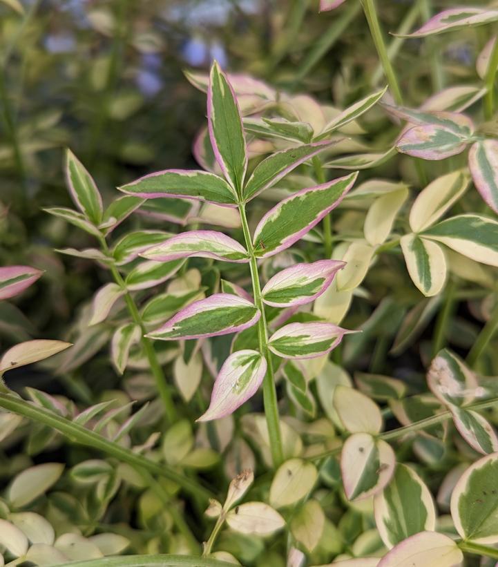 1G Polemonium Reptans 'Stairway to Heaven' - Jacobs Ladder - 1003340