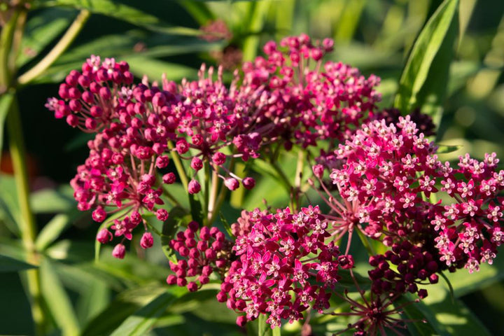 3G Weigela 'Wine & Roses' - 1003744