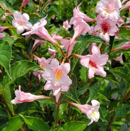 3G - Weigela Florida Sonic Bloom - 'Pure Pink' - 1010109