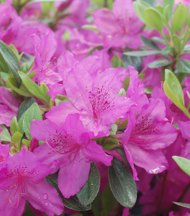 8" Azalea 'Karen' Karen Azalea 1013886